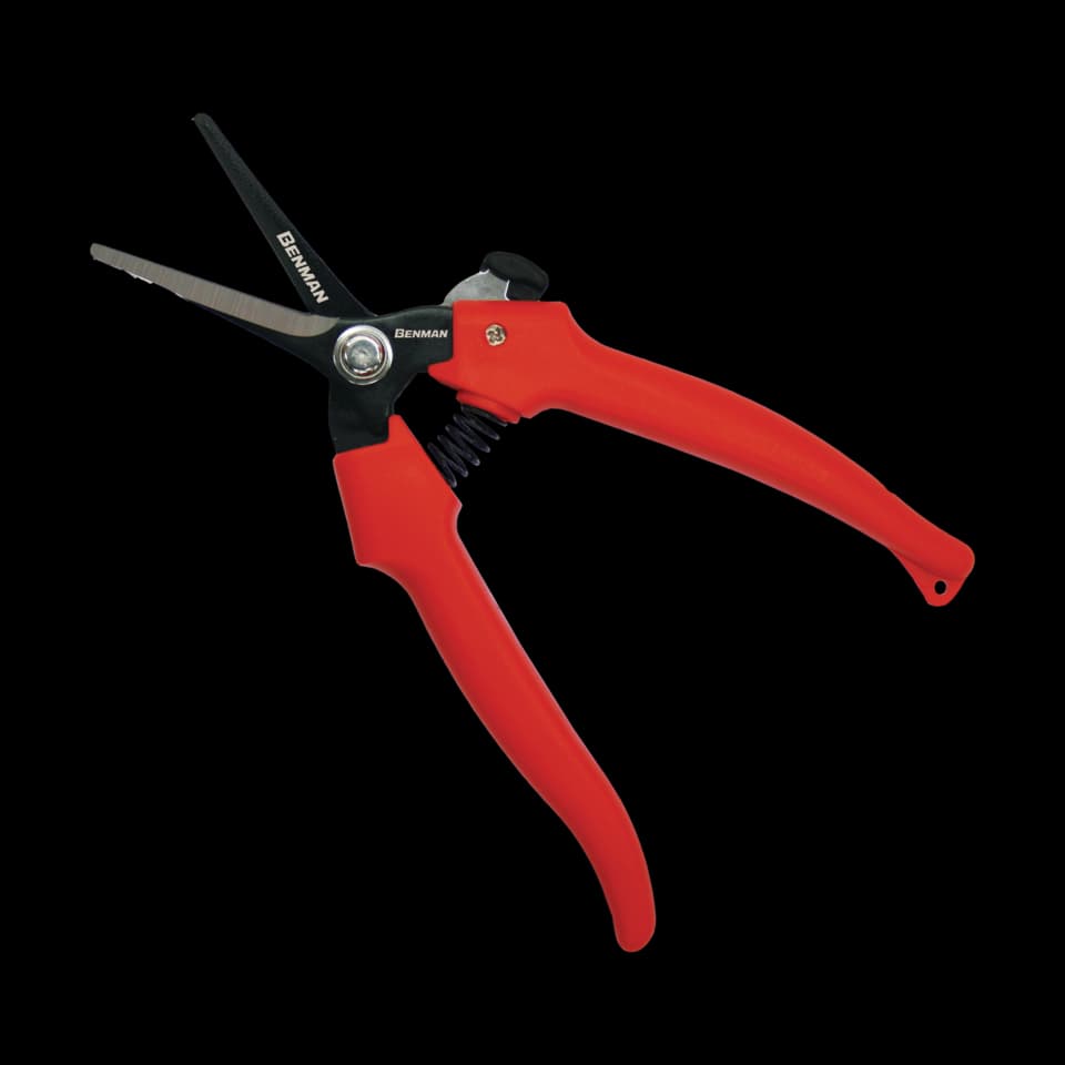 FOARFECA CRENGI , Benman, 7 1/2''